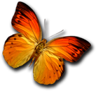 mariposa_netwoods_paginas_Web