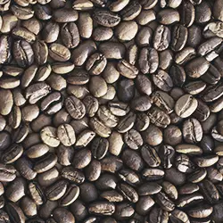 Software Cáfe Software Cáfe